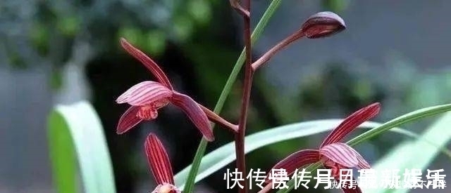 叶片|兰花有“三喜三怕”,顺着它养护,顺利春化,独苗绽放层叠群兰