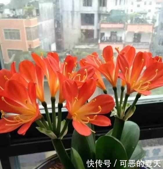 夏季|夏季4不要,君子兰顺利度夏,花期想夹箭都有点困难