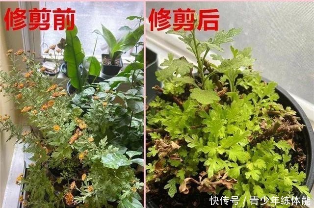 花市大捡漏，10种花现在买特合适，养一养就爆盆！