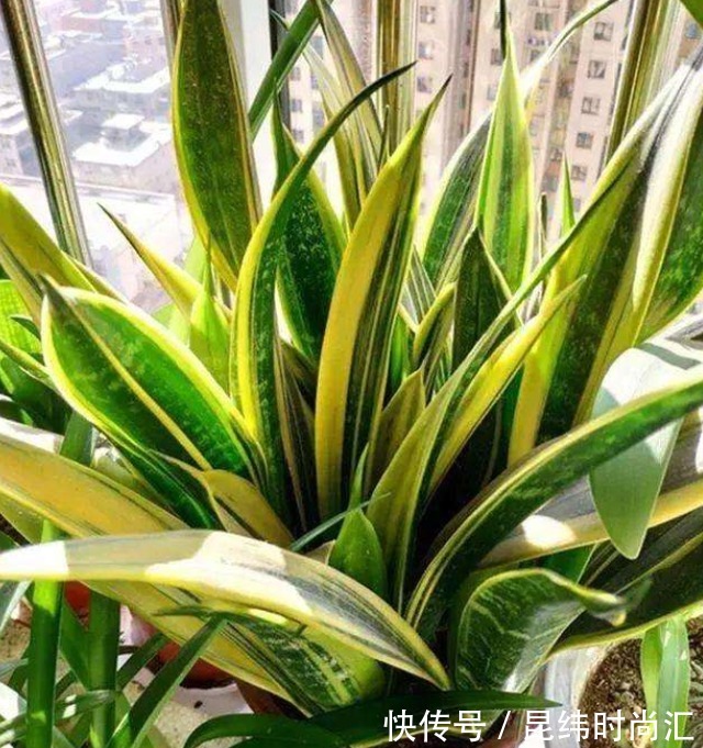 圆叶虎皮兰|虎皮兰进入8月经常“饿”,从三个方面喂饱它,才爱出小芽