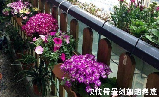 这几种浇花水,用来养花,不仅花多,还不长虫子,连肥都不用施了