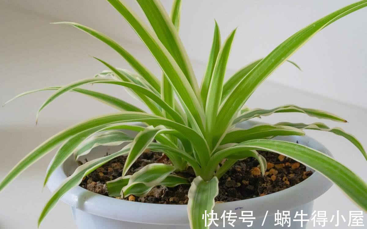 卧室|室内养花不能贪多,养得太多对身体不好,适量最重要