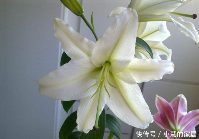 延长|如何延长百合花保鲜期,8个小方法不可不知