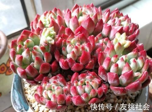 养多肉,满足4个条件,上色快长满盆,人人见了都夸美