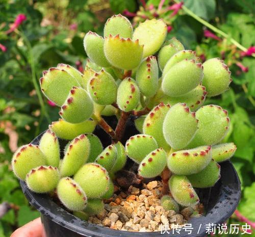 盘点10款水灵圆润的多肉植物,每一款都萌化人心,值得拥有!