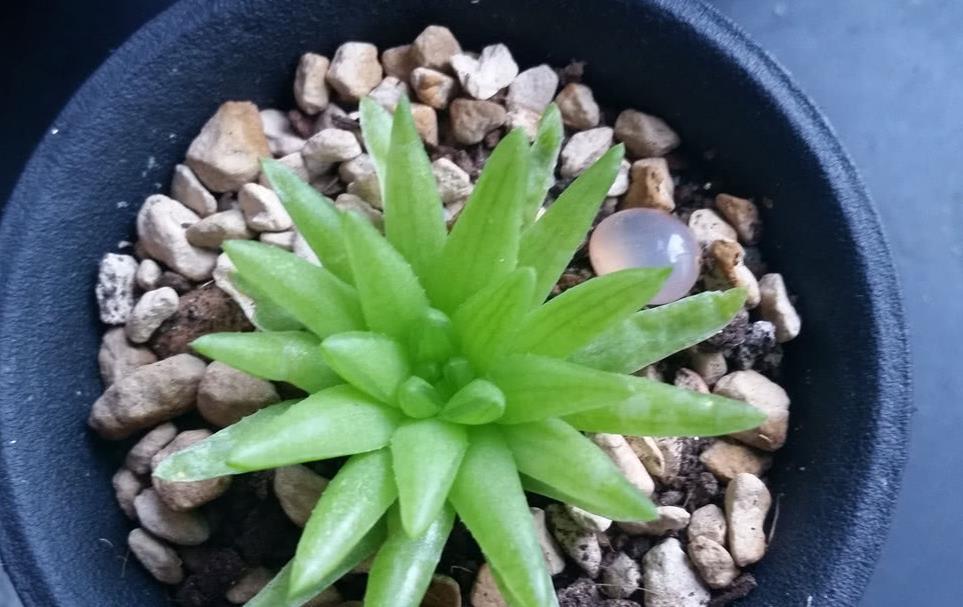 移栽|天热叶插多肉:生根、幼苗阶段得格外养护!