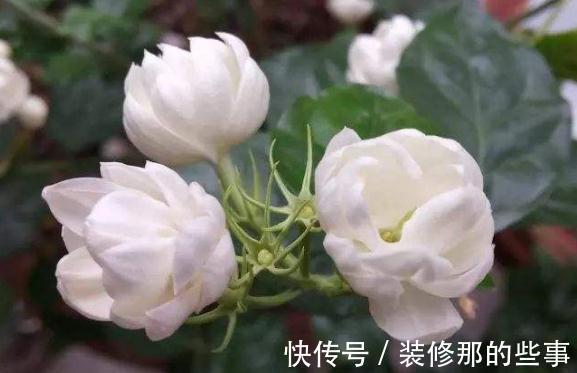 盆栽|农历7月4号起，最适合养这些花，花美若牡丹，开花能力爆强