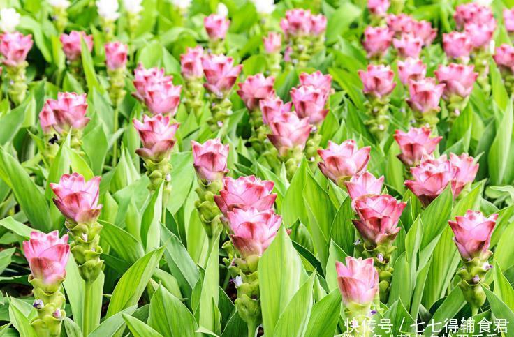 这种植物看起来似美人蕉,喜生于水中,全株有毒但又可入药