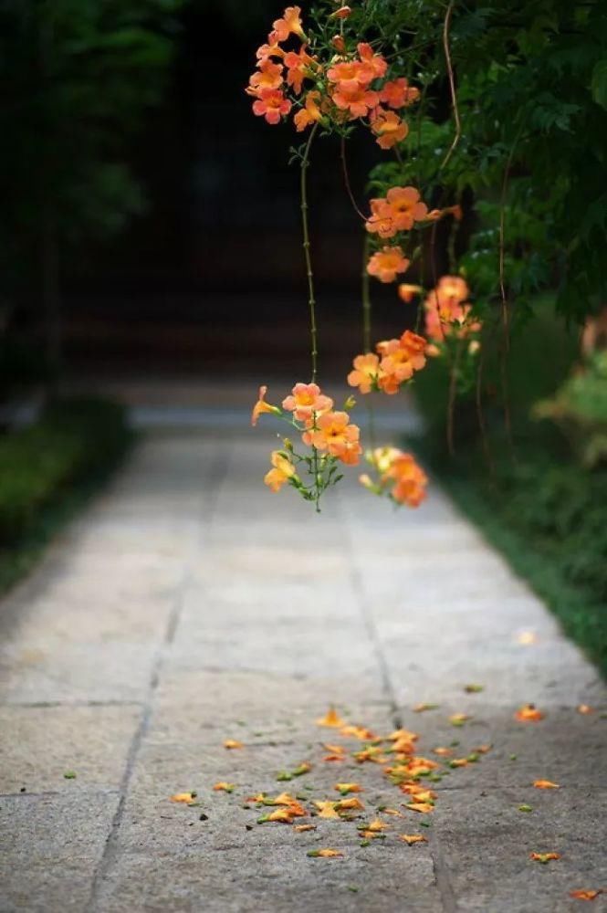 春来一小院，花开满枝头