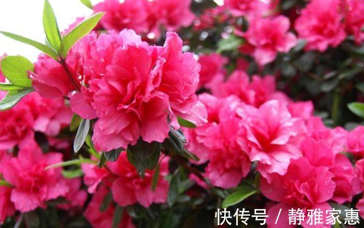 枝繁叶茂|阳台养几款花,花开枝繁叶茂,一开花就停不下来