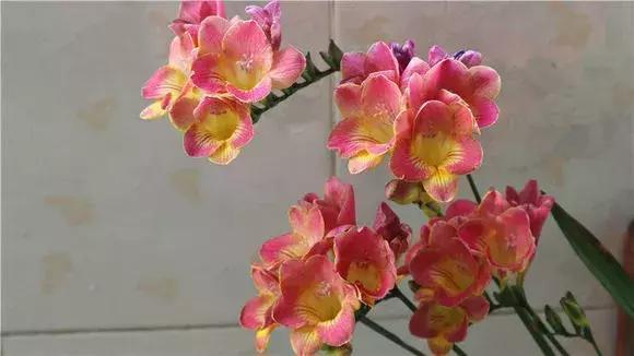 3种花比香水好闻,随便养1盆,异味跑光光,家里清香四溢!