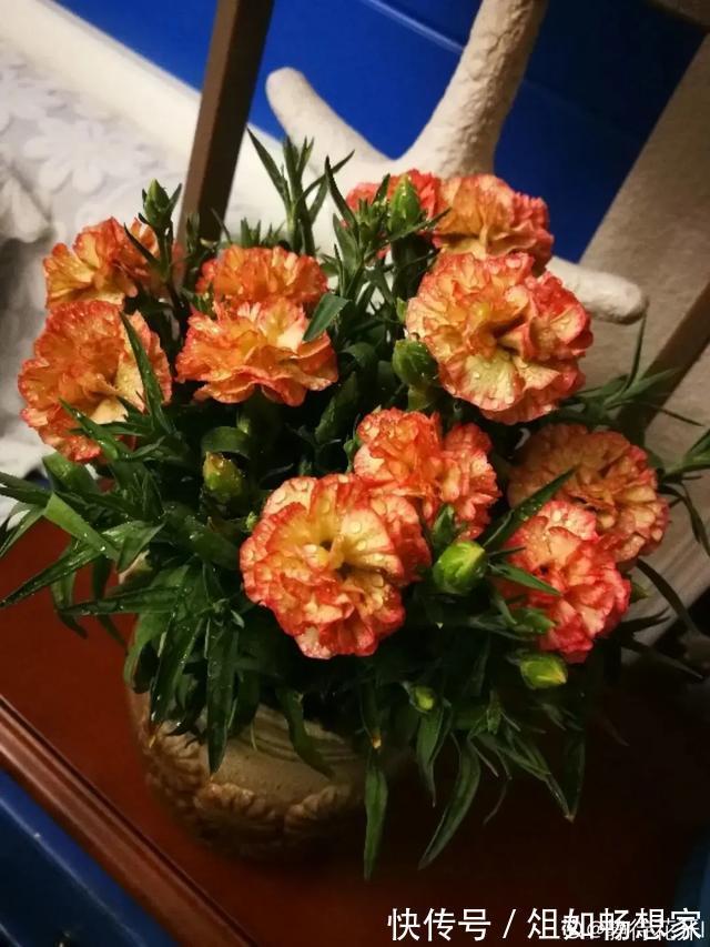 这花爆开50朵，剪几枝送人倍有面子，比买鲜花强多了！