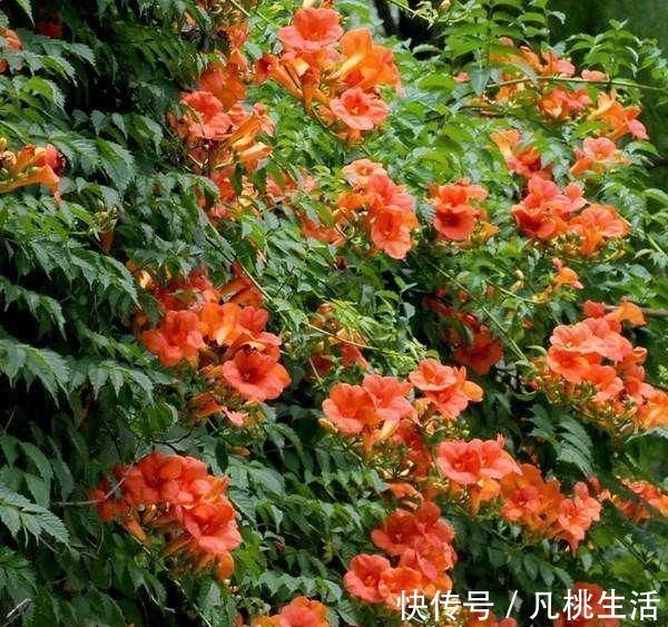 阳台空地别浪费，此花比绿萝还好养，开花160天，非常美