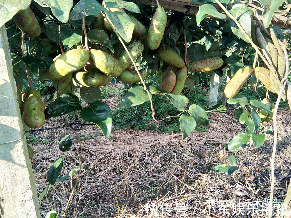 牛卵坨|俗称“牛卵坨”,儿时常摘来当零食吃,如今15元一斤成热门水果