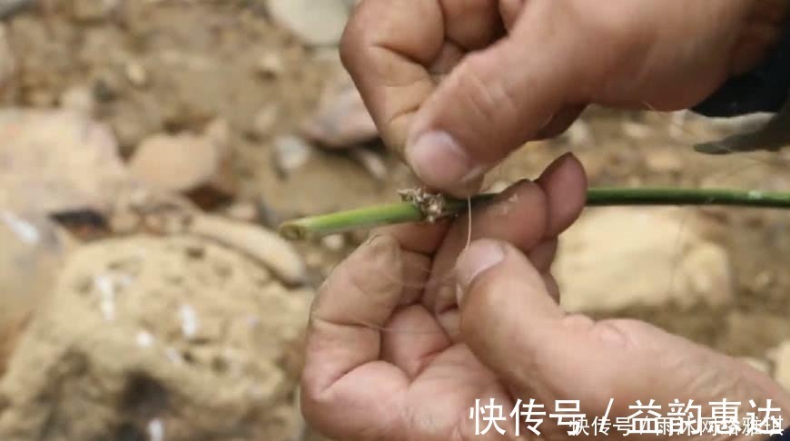 军鱼|山居老伯钓鱼,竹子做竿,蟑螂做饵,可钓的鱼一百一条