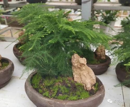 云片松|怎样让文竹保持低矮造型?在养护时,只需给它做这几件事