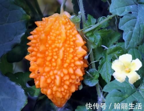 养血益气|女性想要抗衰老，以下食物换着吃，滋阴润燥，养血益气，早吃早好