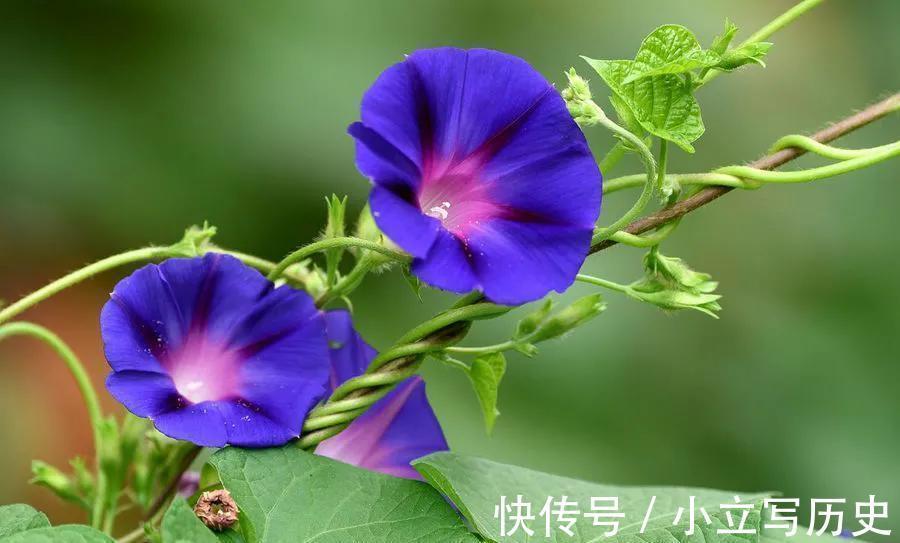 家里有院子,养上6种爬藤花,长势旺,开花能力强,美观又大气