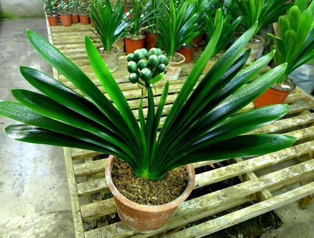 养殖君子兰盆栽，想要叶绿根茎粗得''喂点它''，在家就能自制