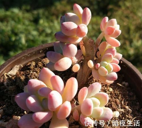 胖乎乎|家里养多肉，给它喂勺神仙水，越长越旺盛，侧芽长不停！