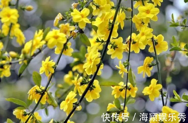 4种漂亮花,别乱浇水,水越多开花越少,旱着养反而长得旺