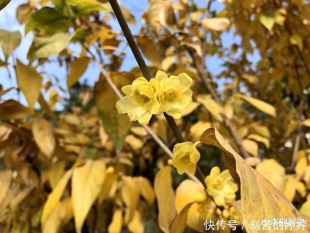 张玉娘&江南才女被人诬陷,凭借一首词为自己洗冤,次日便获得自由