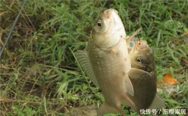  季节|野钓鲫鱼，夏秋季节抓顶漂，冬季多抓顿口，这是为什么呢？