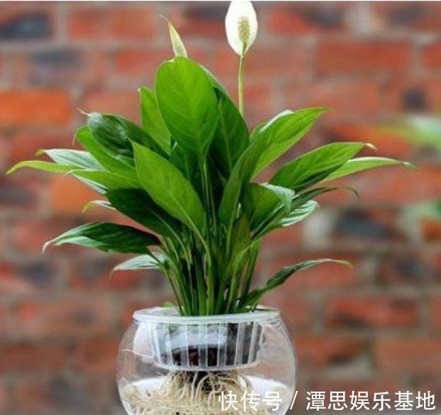 4款艳美的花卉,花大色艳花期长,漂亮有才华,还特别好养