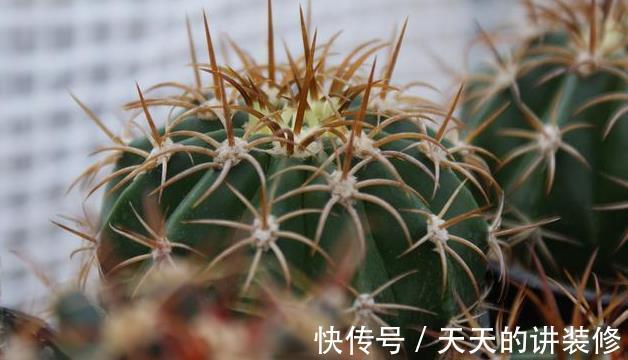 浇水|仙人掌类植物长得太慢,几个能帮助它们快速生长的技巧教给你