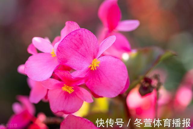 四季海棠|建议大家：逛花市碰到5种花，别犹豫，虽然便宜但巨好养