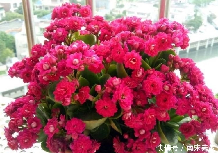 家里要养4种花,开花吉祥又喜庆,随手一养就“爆盆”!