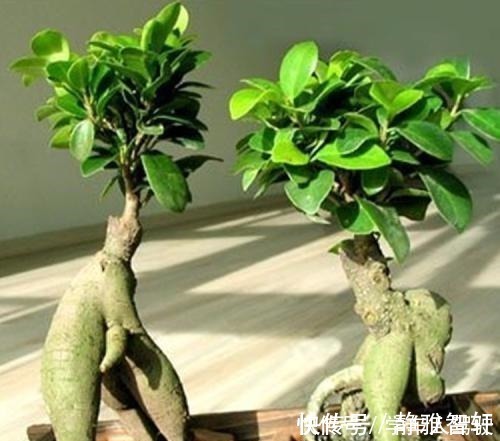 人参榕|人参榕盆景美观大气、上档次，注意4方面，养出千奇百怪的造型！