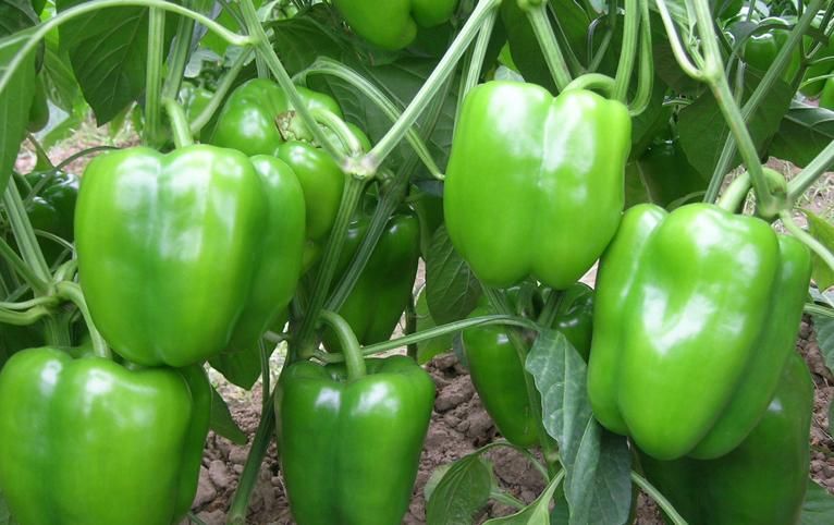 青椒和它是天生的“敵人”，不能一起食用，可惜很少人清楚！