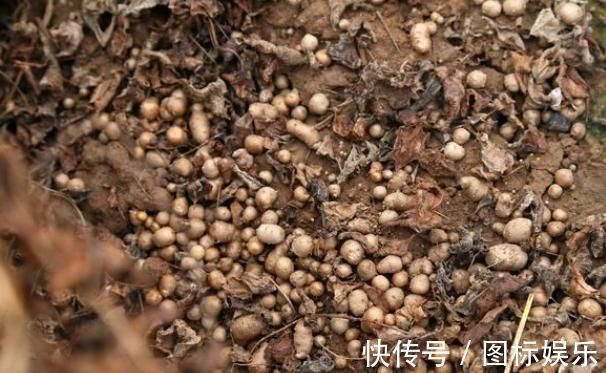 大豆球蛋白|糖尿病最怕的4种豆子，不升糖抗各种并发症，三高人群要多吃