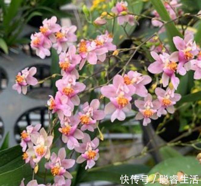 绣球花|4种花好养又漂亮，高贵优雅上档次，开花不断好养活