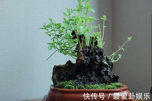 木疙瘩|从农村挖个“木疙瘩”做盆景,邻居取笑捡破烂,发芽后却重金求买