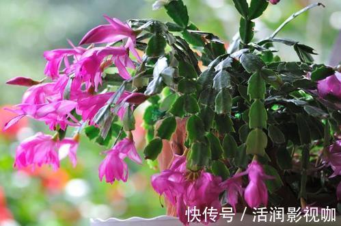 地方|家里2个地方，千万别养花，养了也搬走，可不能忽视！