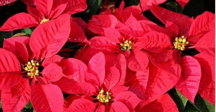 家里就养3种花,高端大气又旺财,2021年鸿运当头,福运迎门!