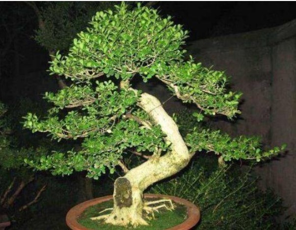 3种花,越养越值钱,还镇宅旺财运,寓意不比富贵竹发财树差!