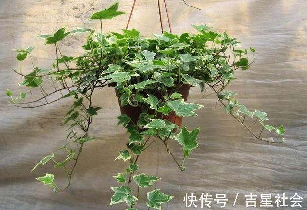 马齿苋|聪明人什么花也不养,却去养这“4种”植物,难怪身体越来越好