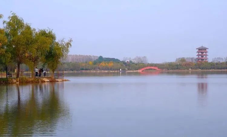 银杏|霜降枫红银杏黄，黄龙湿地公园染秋色