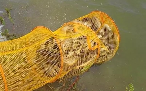 一五一十的告诉你:冷天钓鲫鱼,我这样用小药,饵料一下水就有口