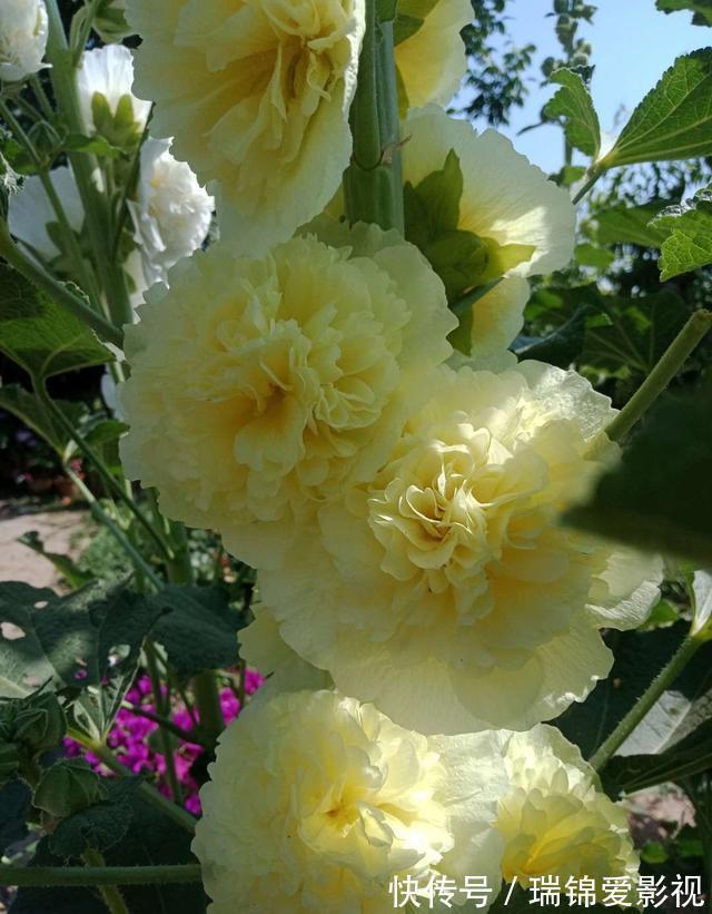 农村人都爱种的5种花，没啥名气，开花却漂亮极了!