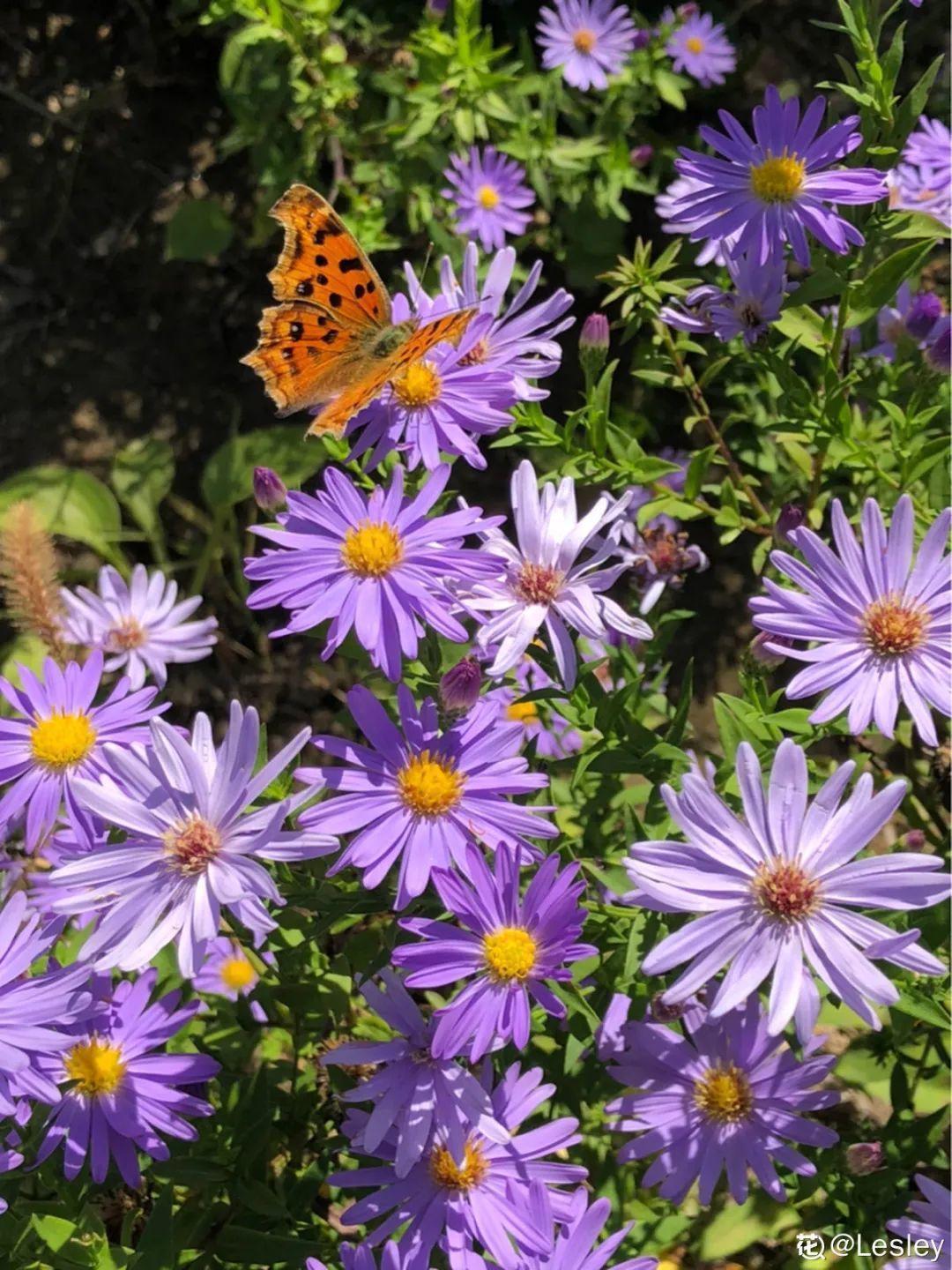 蓝目菊|蓝雪花妥妥的开花机器,花量大、花期长,让人不得不爱