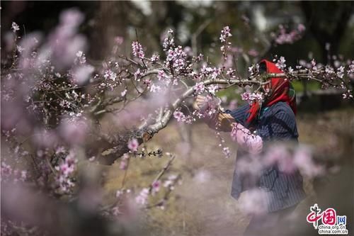 水乡周庄香村：一幅岁月静好的水乡田园图