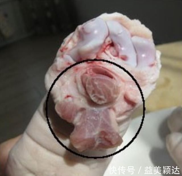 吃了30年猪蹄，才知道“前蹄”和“后蹄”差这么多，以后别买错了