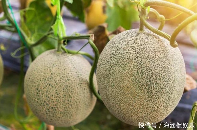 哈密瓜又甜水分也多,哈密瓜应该怎么挑选大家一起看看吧!