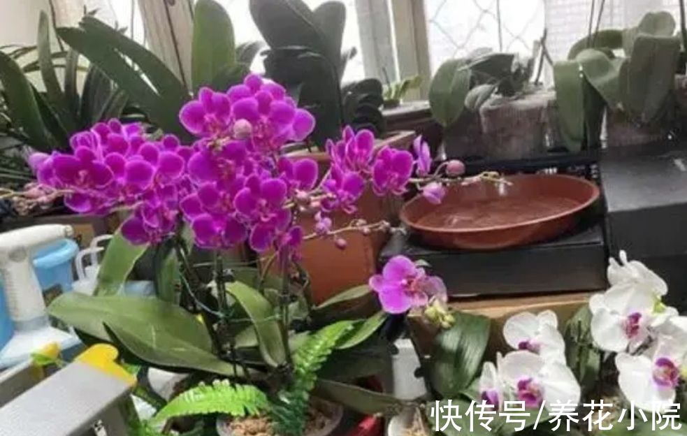 7种漂亮花,家里阳光少也能养,光照太强反而长不好