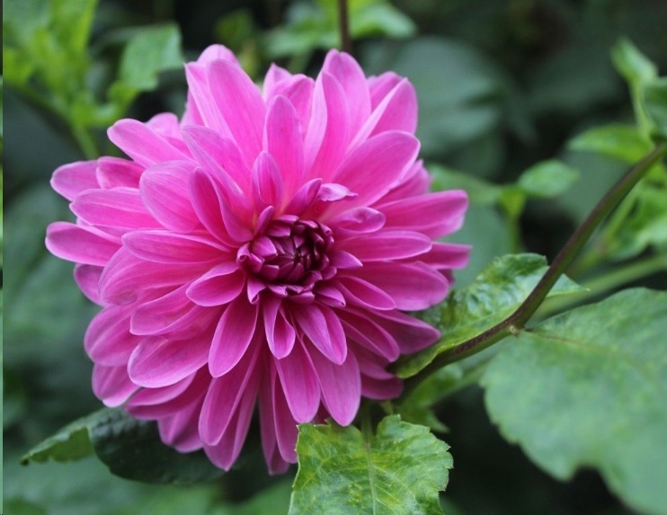 风信子|这18种超级好养的植物,养花新手也能养的很好!