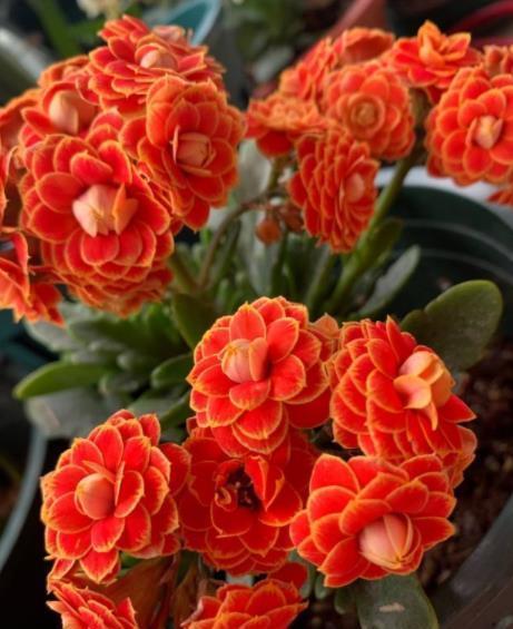 冬天养花选它,花色艳丽花期长,皮实好养颜值高,封闭阳台也能养